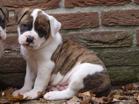 Darkenwald american bulldog